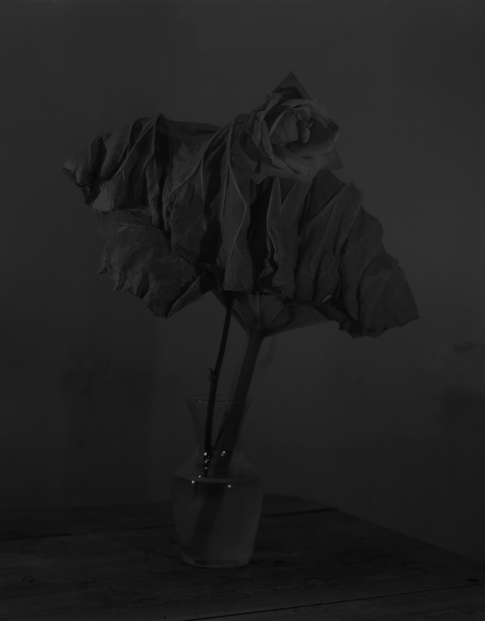 Nicolas Leroy | Rose et rhubarbe