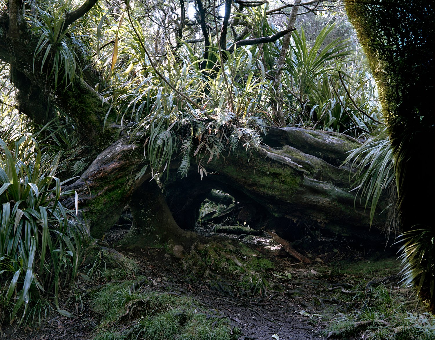 Nicolas Leroy | Belova