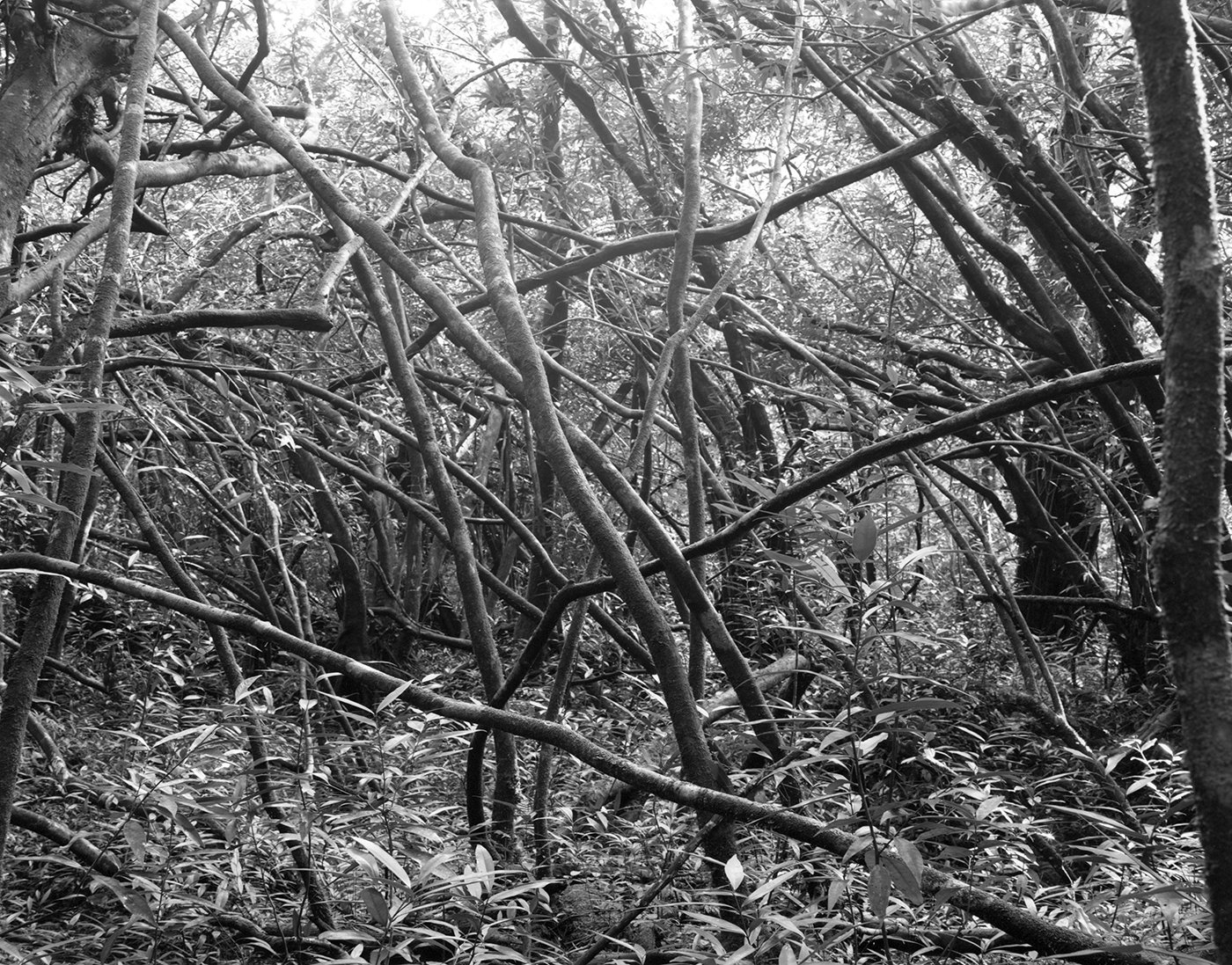 Nicolas Leroy | Mare longue