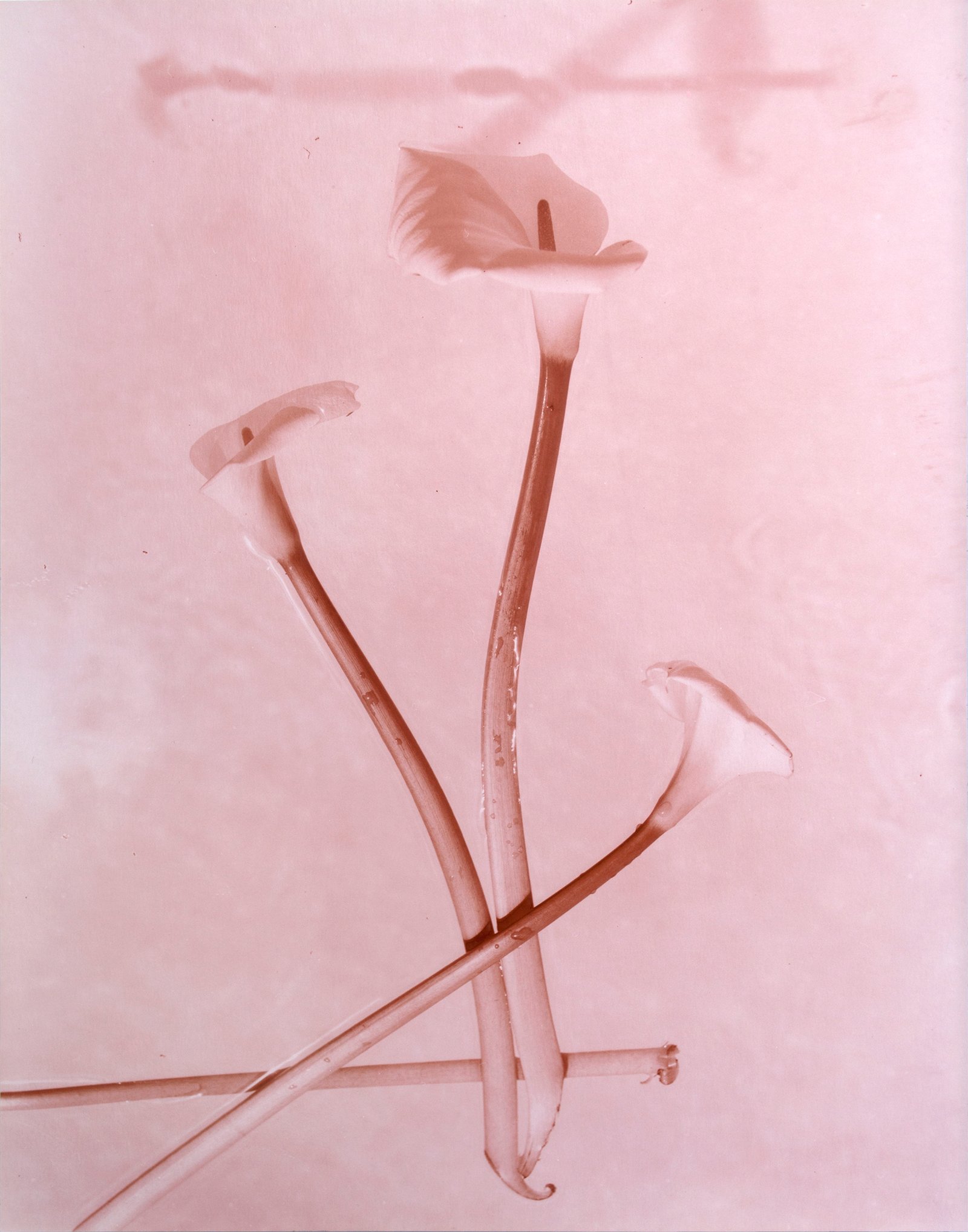 Nicolas Leroy | Arum