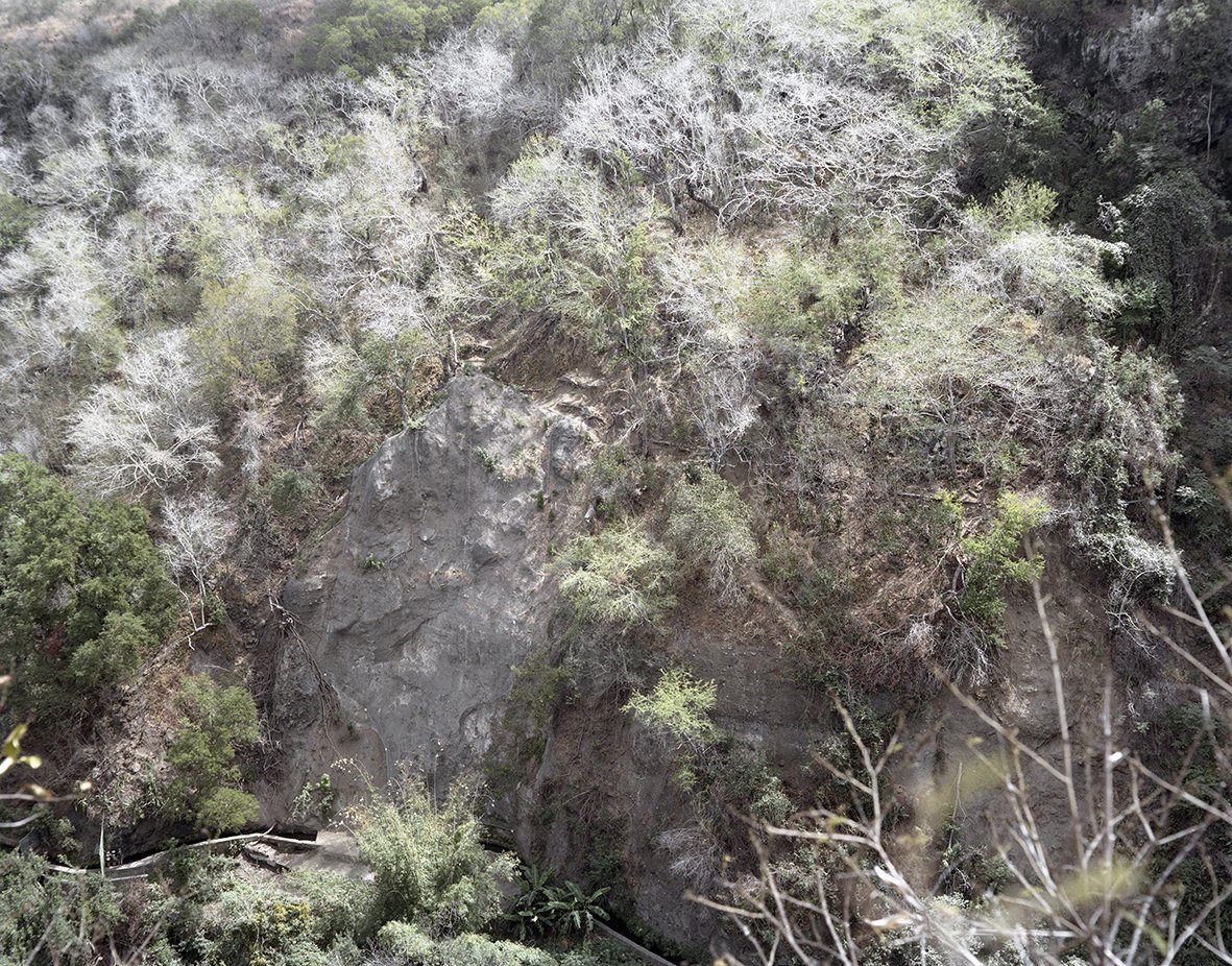 Nicolas Leroy | Bois blancs