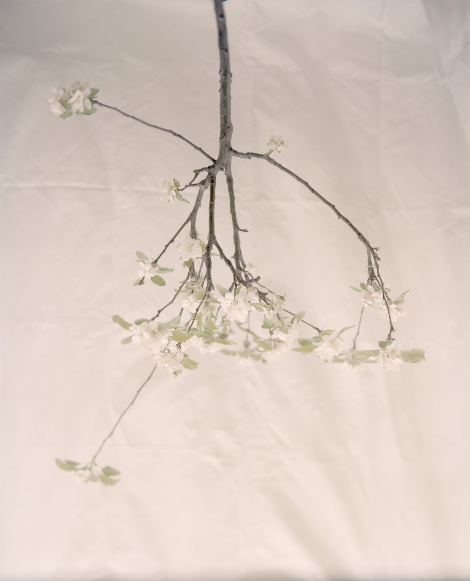 Nicolas Leroy | Pommier