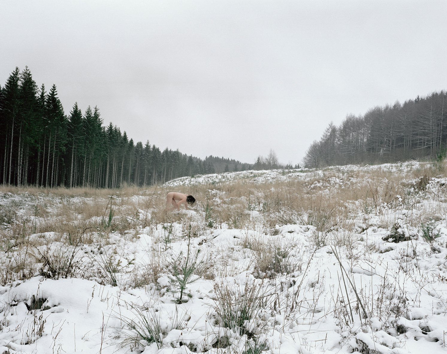 Nicolas Leroy | L'animal